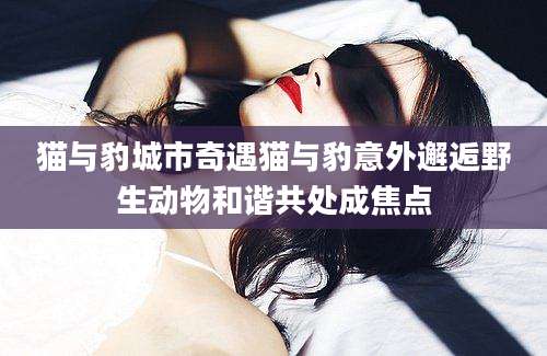猫与豹城市奇遇猫与豹意外邂逅野生动物和谐共处成焦点