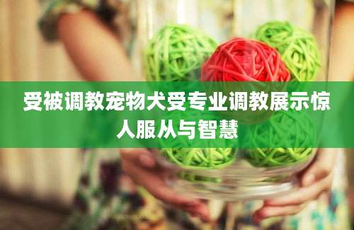 受被调教宠物犬受专业调教展示惊人服从与智慧