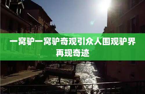 一窝驴一窝驴奇观引众人围观驴界再现奇迹