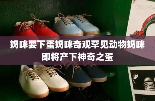 妈咪要下蛋妈咪奇观罕见动物妈咪即将产下神奇之蛋